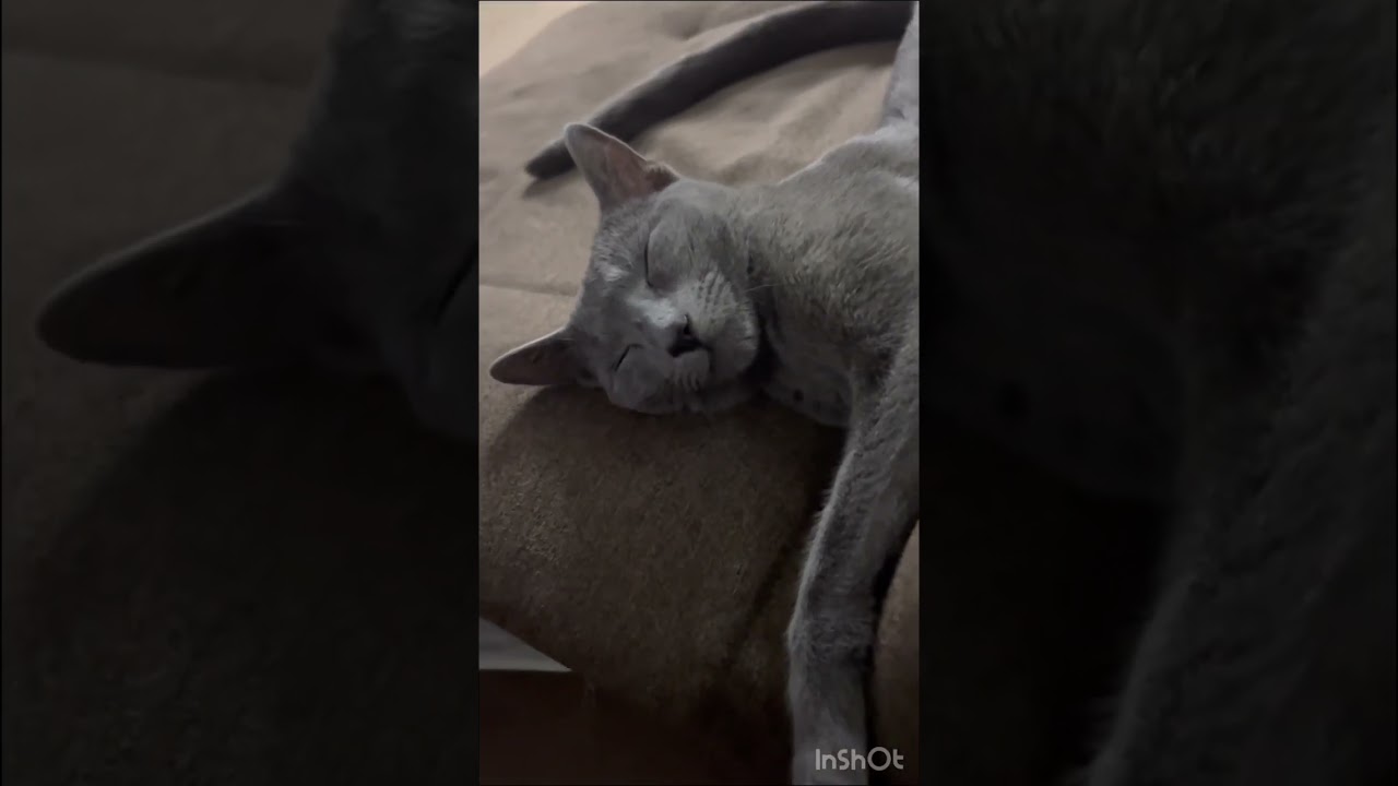居眠りぐりちゃん💤　　#Shorts #ロシアンブルー　#ねこ　#ねこ動画　#cat #猫　#Russianblue