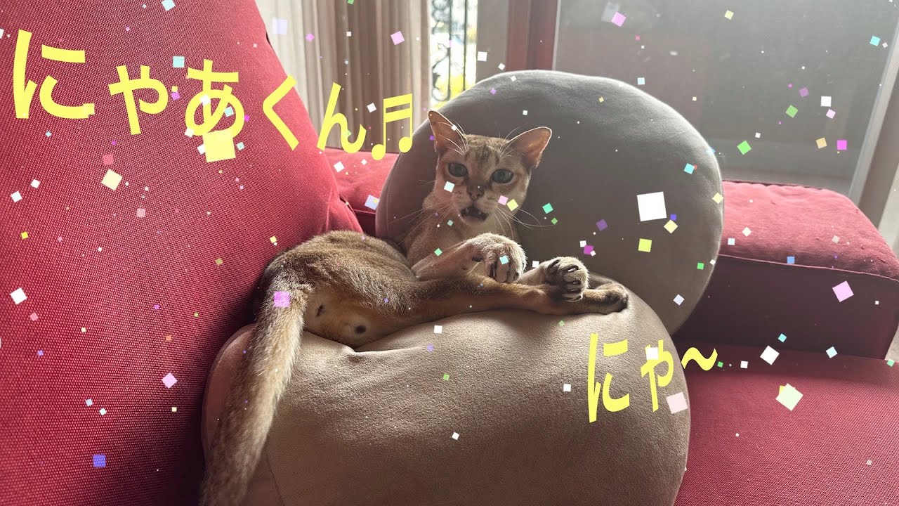呼ぶと必ず（？）返事をしてくれる😘シンガプーラ「にゃあ」　#猫　#シンガプーラ　#返事をするよ