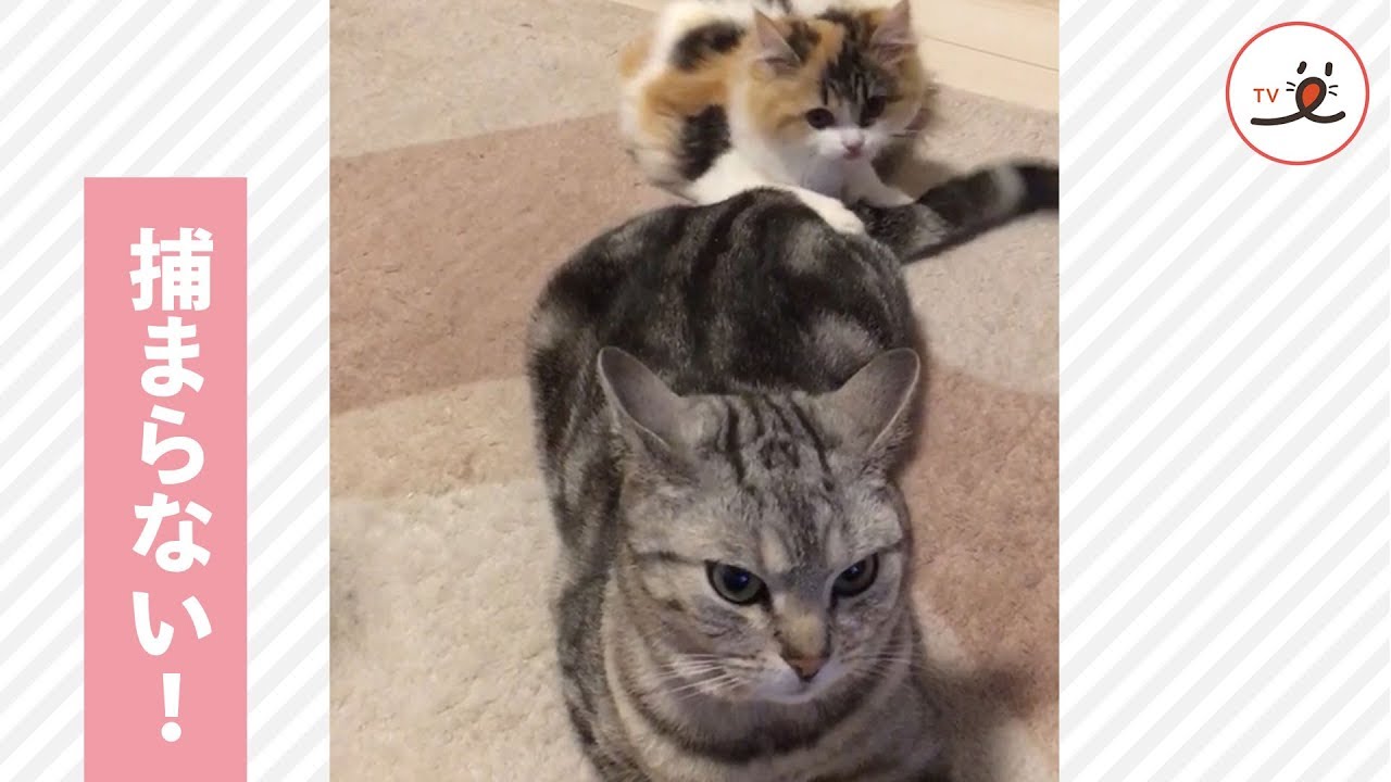 この猫じゃらし、なかなか捕まらない🙀 必死に遊ぶ子猫の姿が可愛すぎる…🐱💕 【PECO TV】