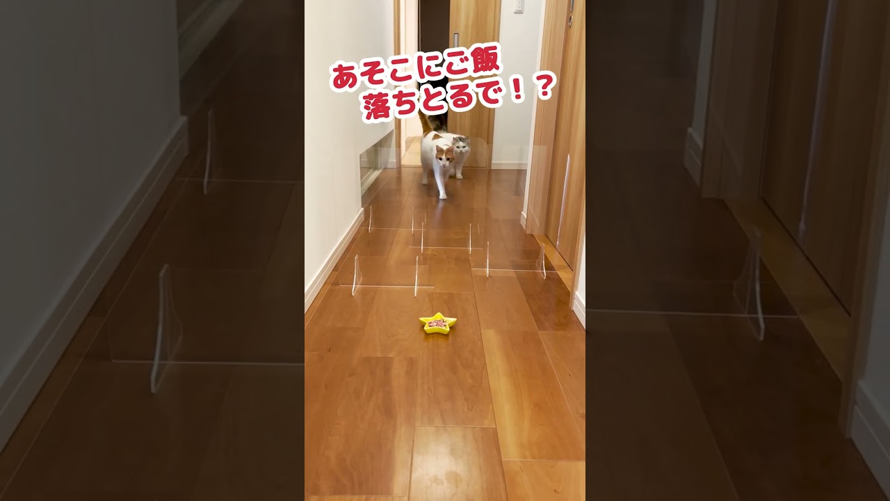 透明の壁にシンクロする猫達がこちら #Shorts