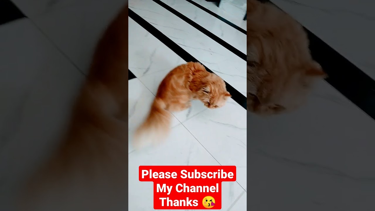 A Persian cat/ Beautiful Cat Videos/ Brown cat/ #cats #catshorts #persiancat #browncat #youtubeshort