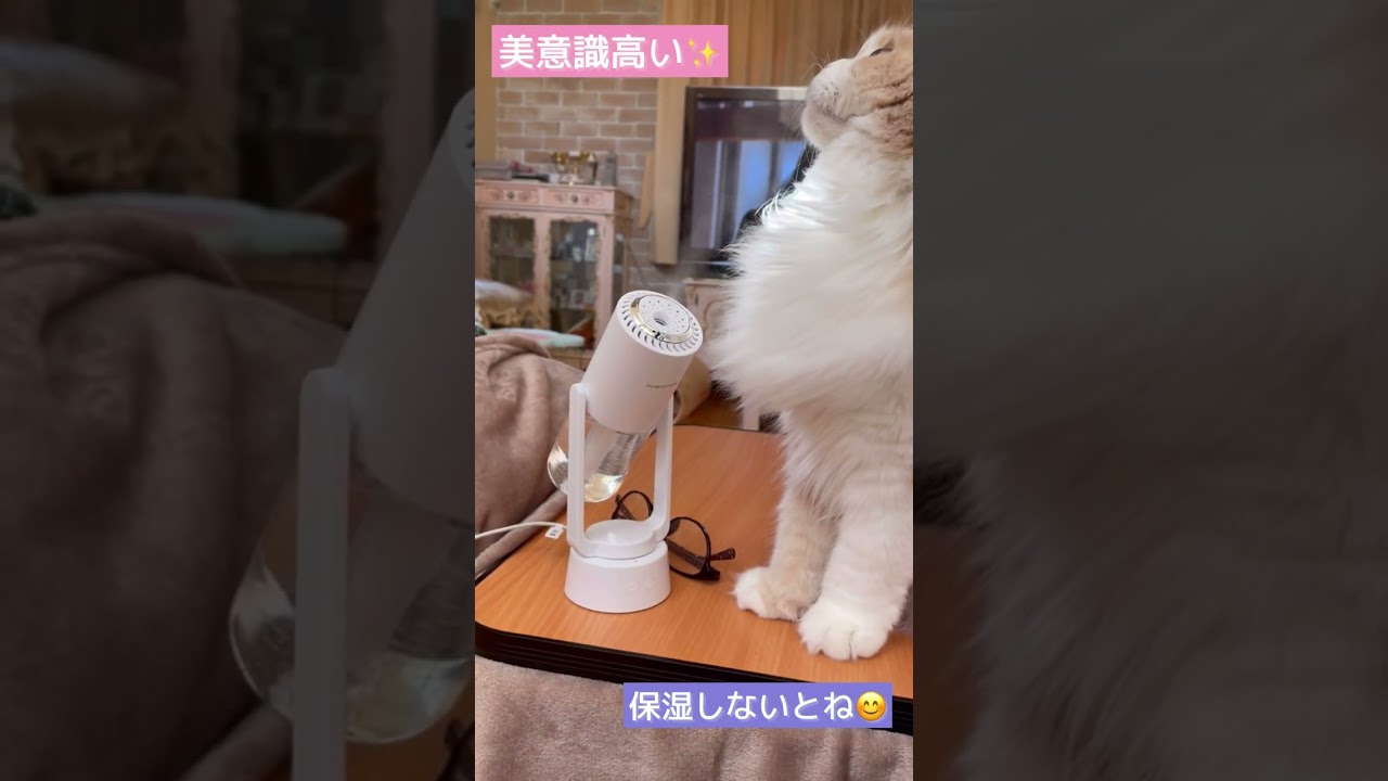 【スコティッシュフォールド】美意識高い猫ちゃん#Shortsほてちゃん