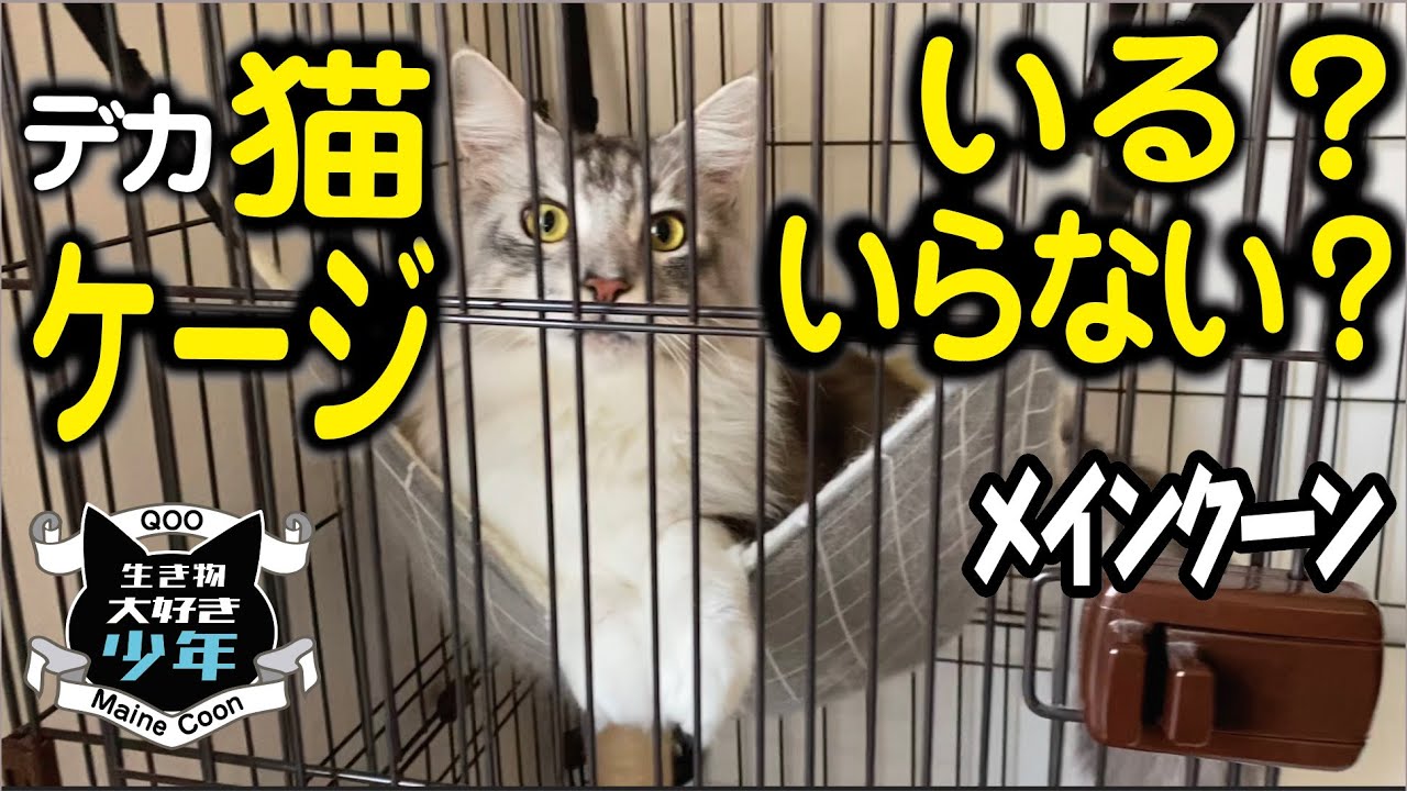 【メインクーン】猫のケージ必要？不要？トイレやエサ場所の移動
