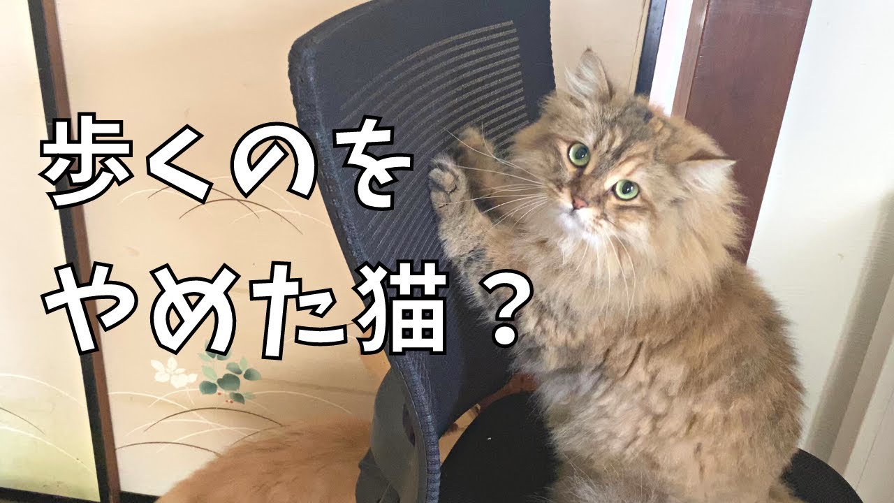歩くのをやめた？タクシー代わりに椅子に乗る猫【サイベリアン】
