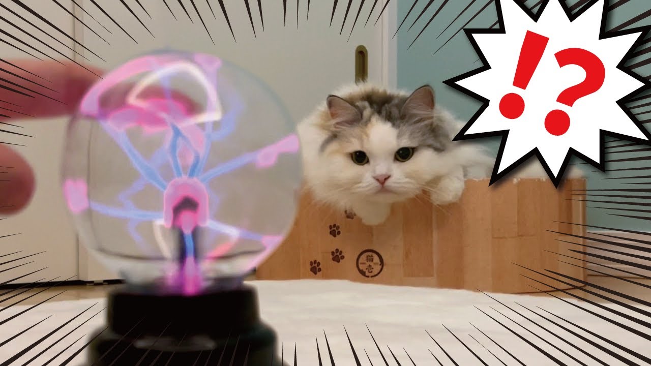 プラズマボールを見た猫がえらいことになりました【関西弁でしゃべる猫】