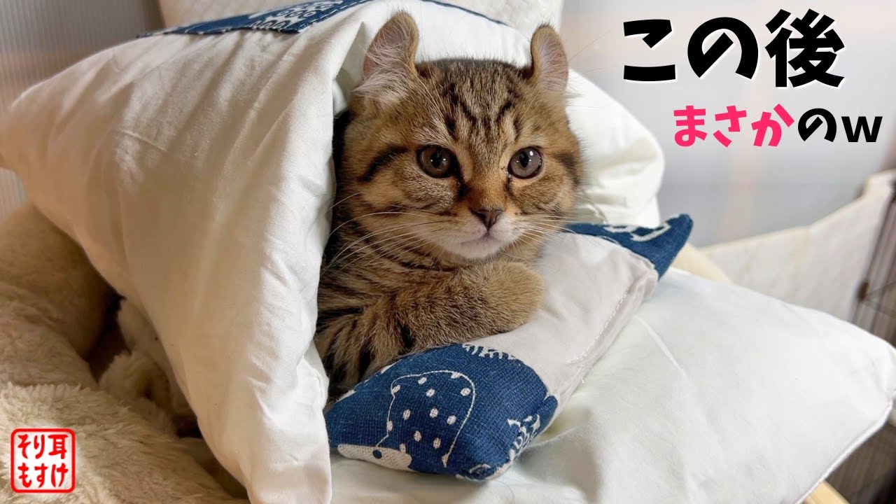 人間みたいに布団で寝る子猫の誰にも言えない驚きの秘密がこちらw