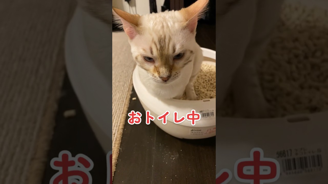 【子猫動画】ホワイトベンガル　生後4ヶ月！　うんち中〜　ベンガル猫　ネコ　ねこ　#cat #bengalcat #ベンガル #ベンガル猫 #ベンガル子猫 #子猫 #bengal #猫 #うんち