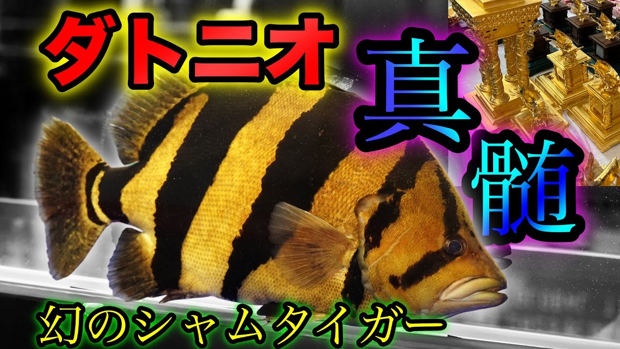 『ダトニオ大特集』㊙️お得情報あり！幻のシャムタイガー連発　最高峰プラスワン　世界最高峰の熱帯魚コンテスト　アクアリウム