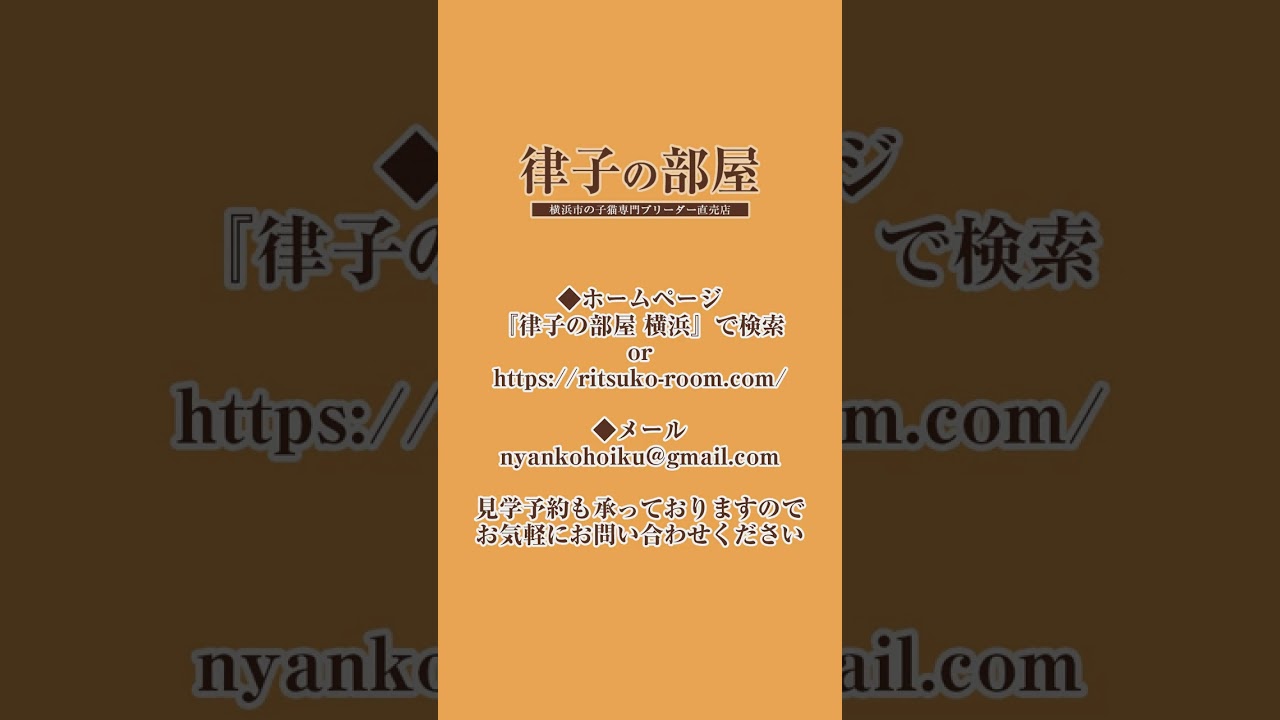 ラグドールの赤ちゃんとお母さん🐈横浜 子猫専門ブリーダー「律子の部屋」 #shorts #ラグドール#猫のいる暮らし