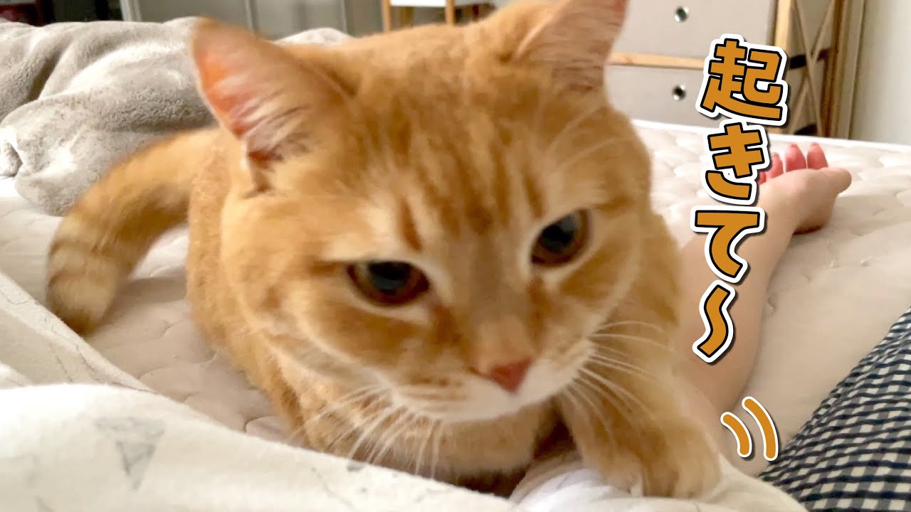 我が家の優しい猫目覚ましが最高すぎる…！