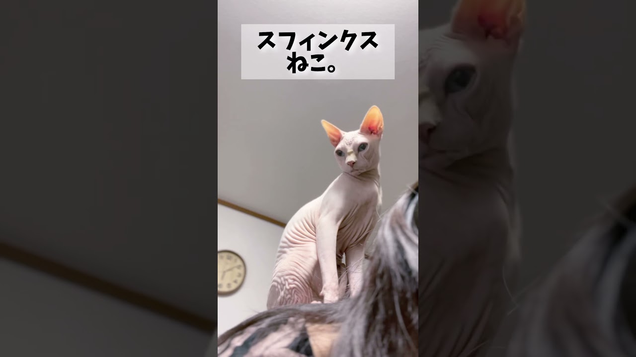 相変わらず飼い主を踏み台だと思っている毛のないスフィンクス猫！