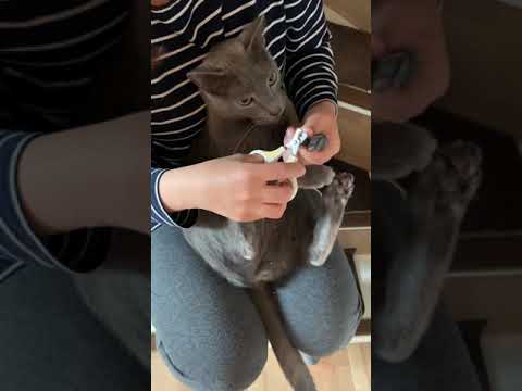 【ロシアンブルー】爪切りイヤイヤ期 #Shorts