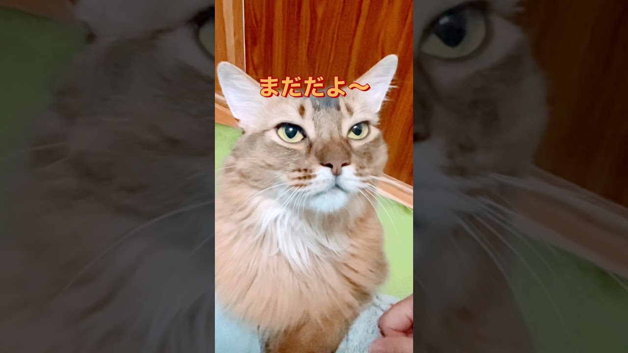 ソマリのアビーは超甘えん坊。そんなアビーの訴えをアップします。