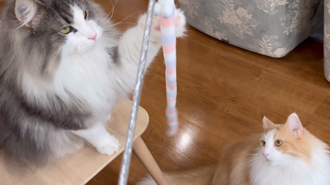 【元気😆】みんなで遊んだら楽しいね❤️ターキッシュアンゴラとノルウェージャンフォレストキャット