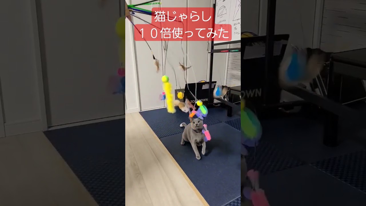 【猫じゃらし10倍】使ってみた🐈‍⬛💦 #悪魔の子 #ロシアンブルー #shorts