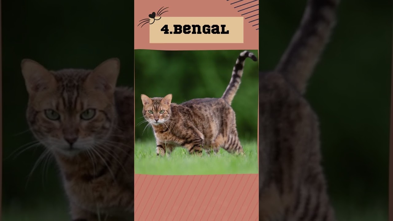 Most Aggressive Cat Breeds #shorts #petshorts #catbreed