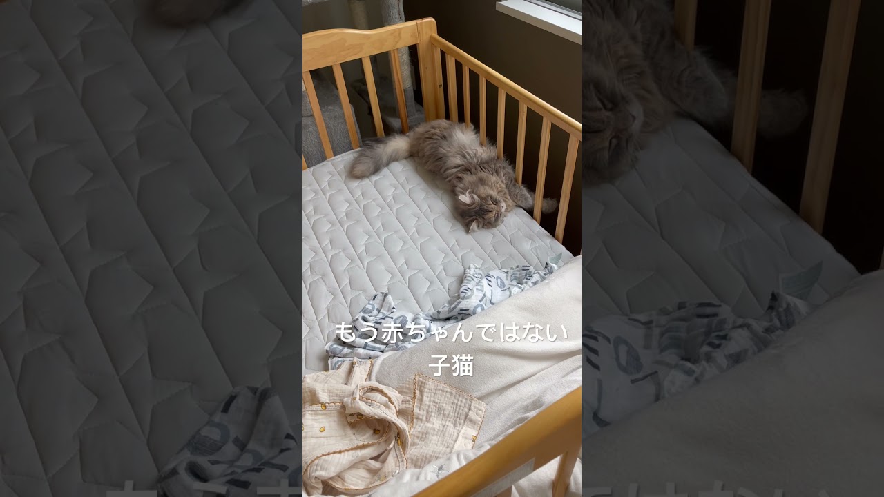 赤ちゃんのベッドを奪った子猫 #猫のいる暮らし #ラガマフィン #子猫動画