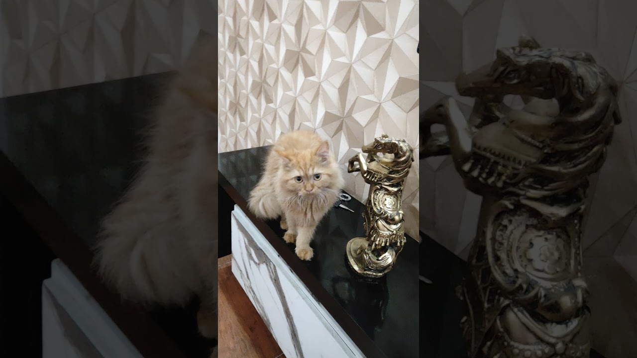 Persian kitten | Brown cat | the cats planet