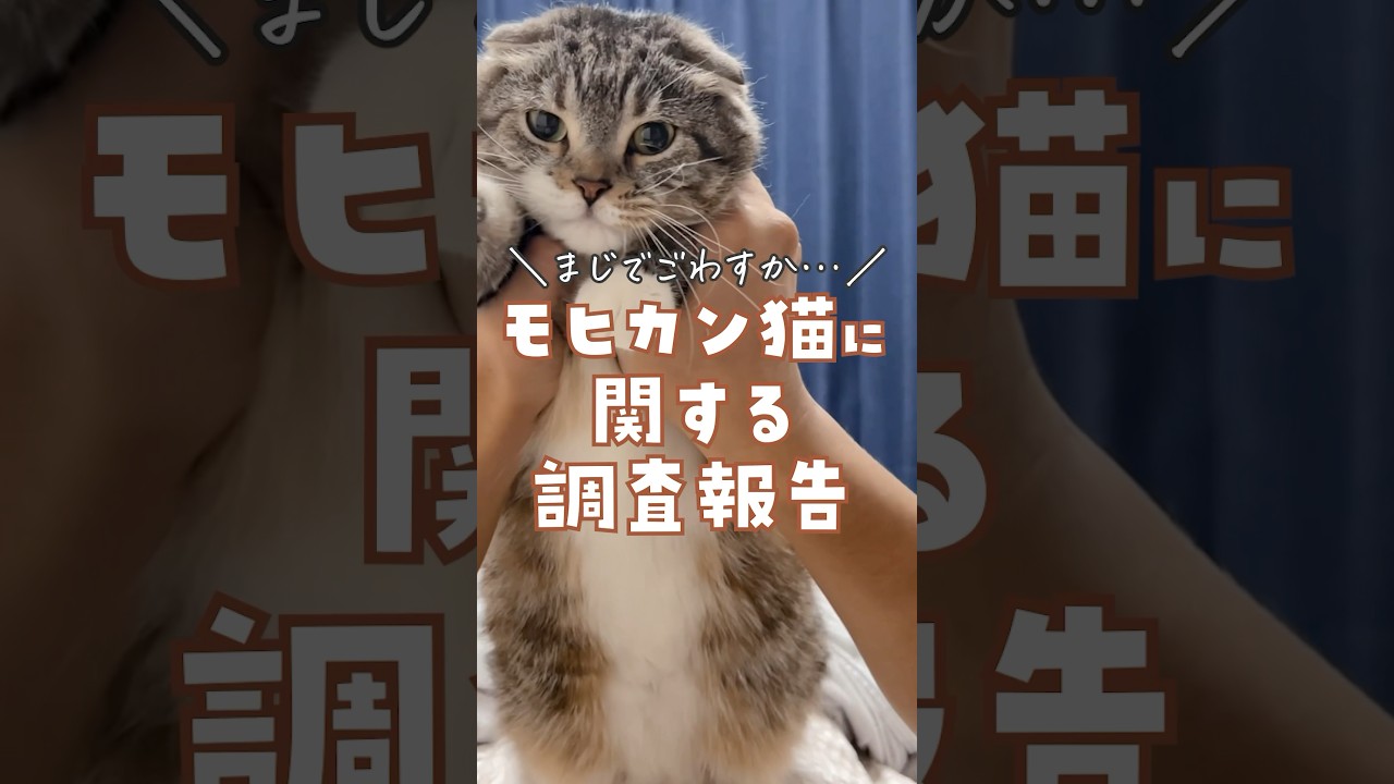 白猫の謎の模様について調査したら衝撃の事実が判明！いや〜猫って本当に奥深いでこわすねぇ〜😻 #猫 #白猫 #スコティッシュフォールド
