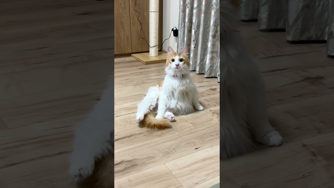 急に興奮する猫#shorts 【マリー（メインクーン）】