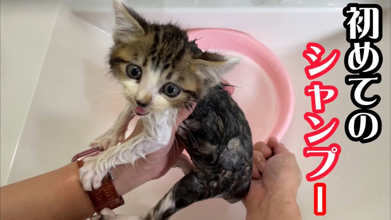 河原に遺棄され猫風邪が酷かった子猫を初めてシャンプーしました