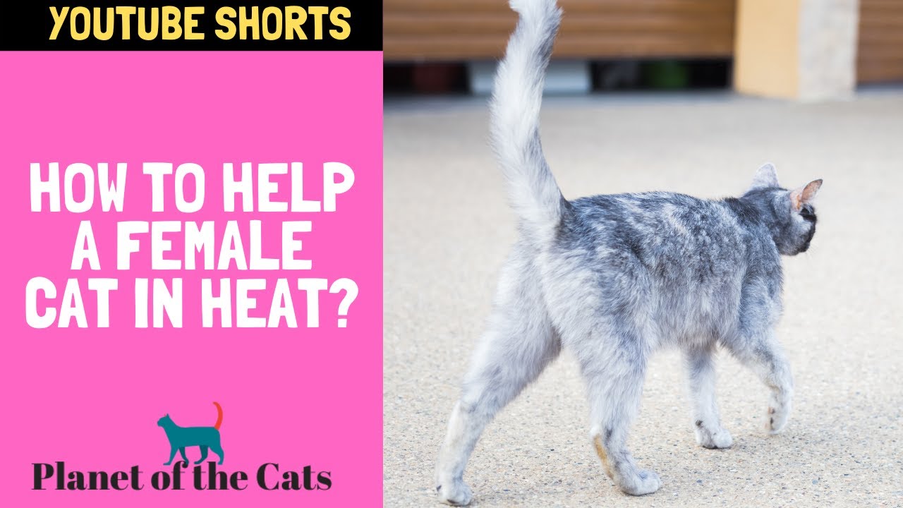 How to Help a Female Cat in Heat?