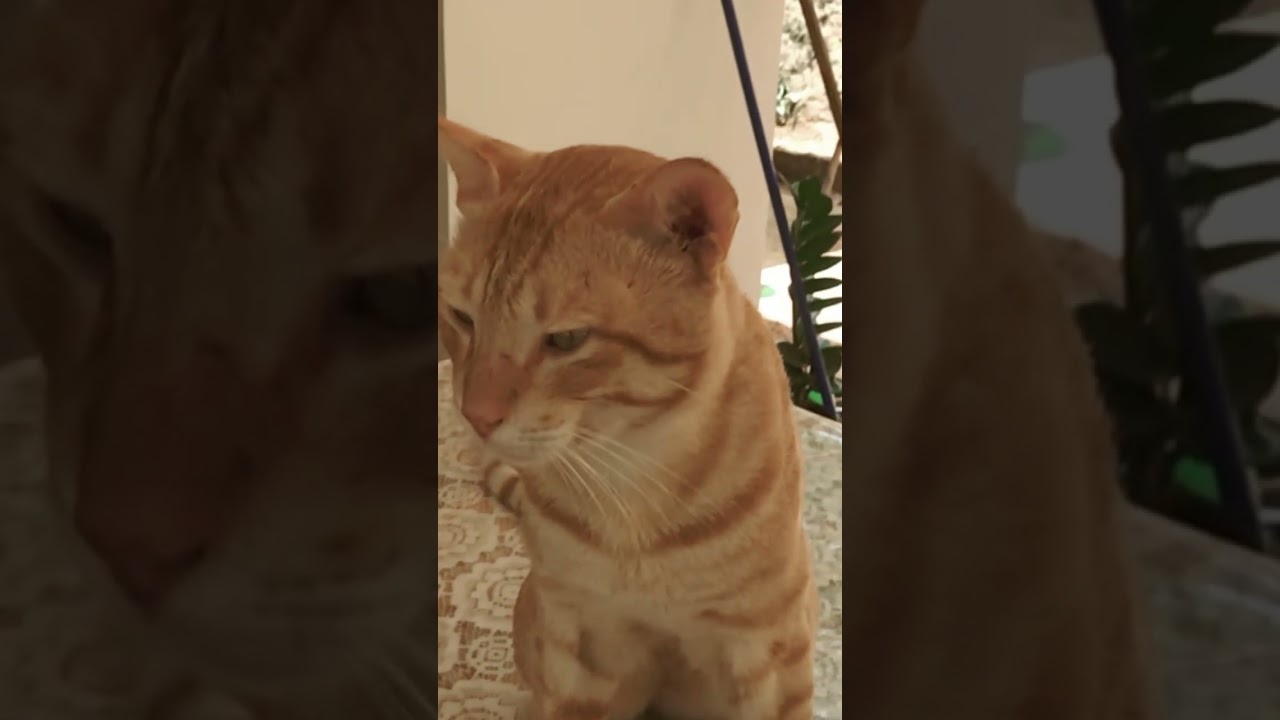 cutest and funniest golden brown cats. cats lifestyle diary.funny cats vedios. ✅🤩