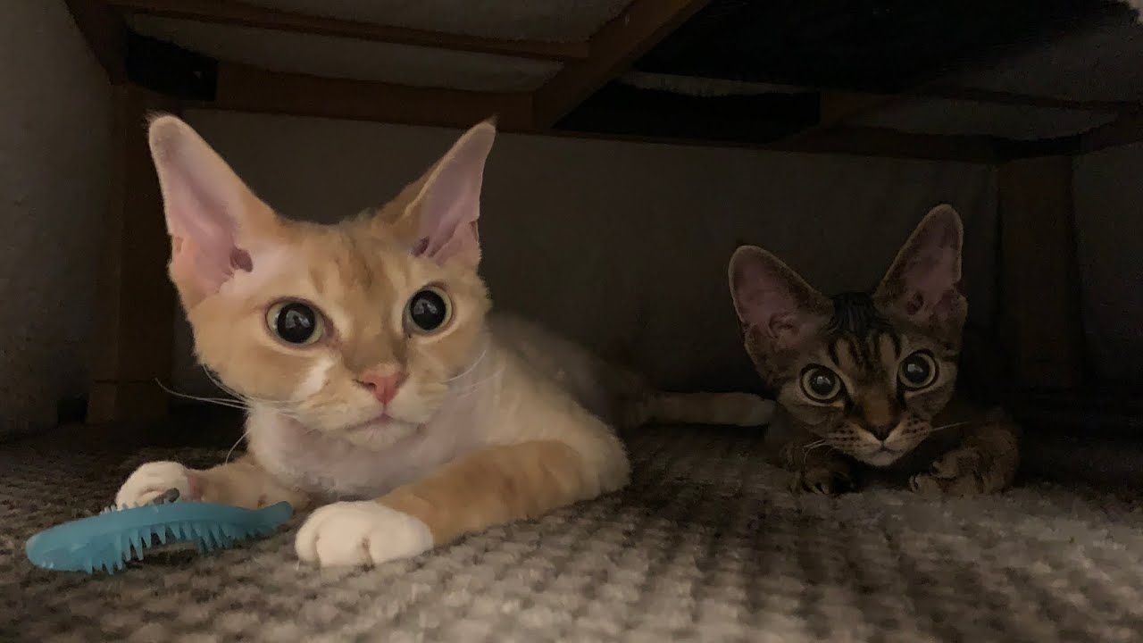 デボンレックス兄弟のほのぼのシーンをまとめました(Heartwarming scenes of Devon Rex brothers)