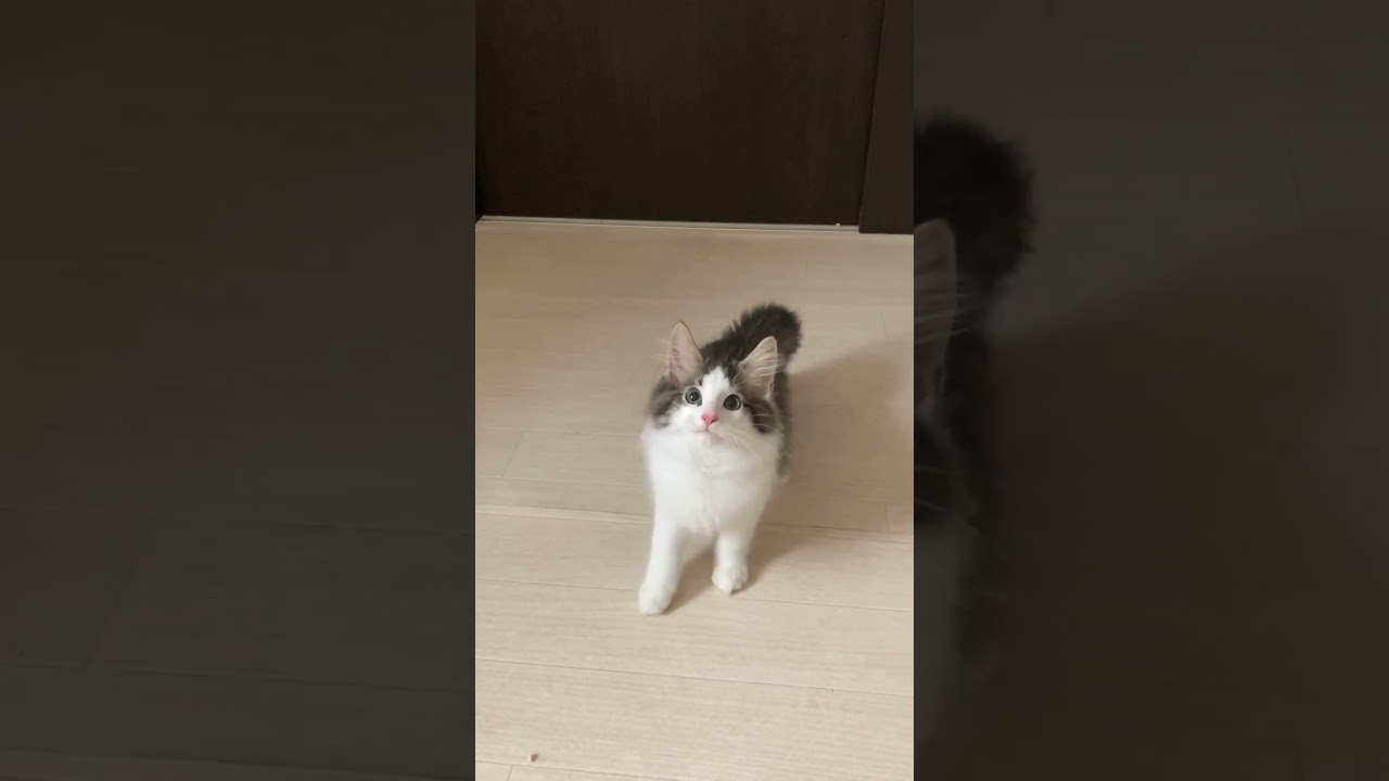 ノルウェージャンフォレストキャット　子猫　2023年3月24日生まれ