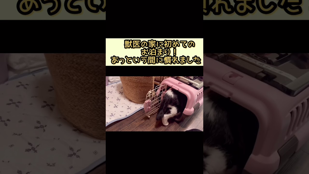 病院猫初めてのお泊りは先生のお家！緊張したけど楽しいＧＷになりました！【病院猫のれいちゃん】#shorts
