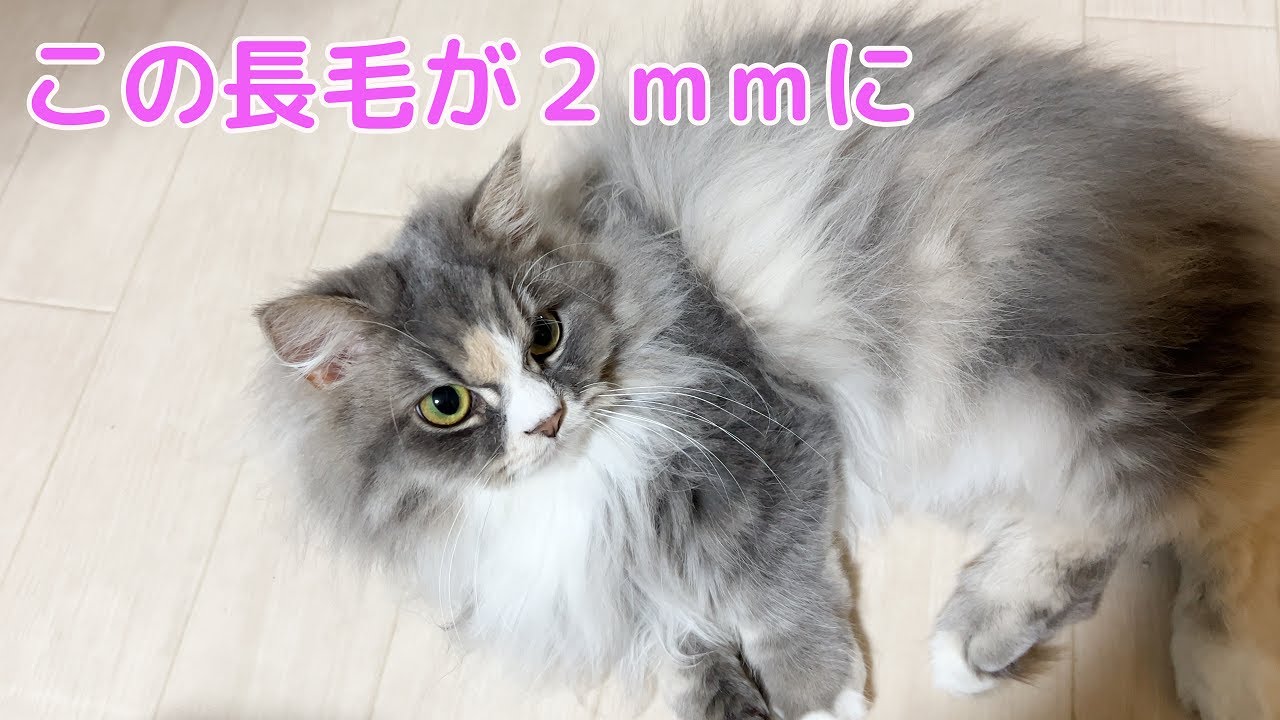 【マンチカン】長毛モフモフが２mmに！！！