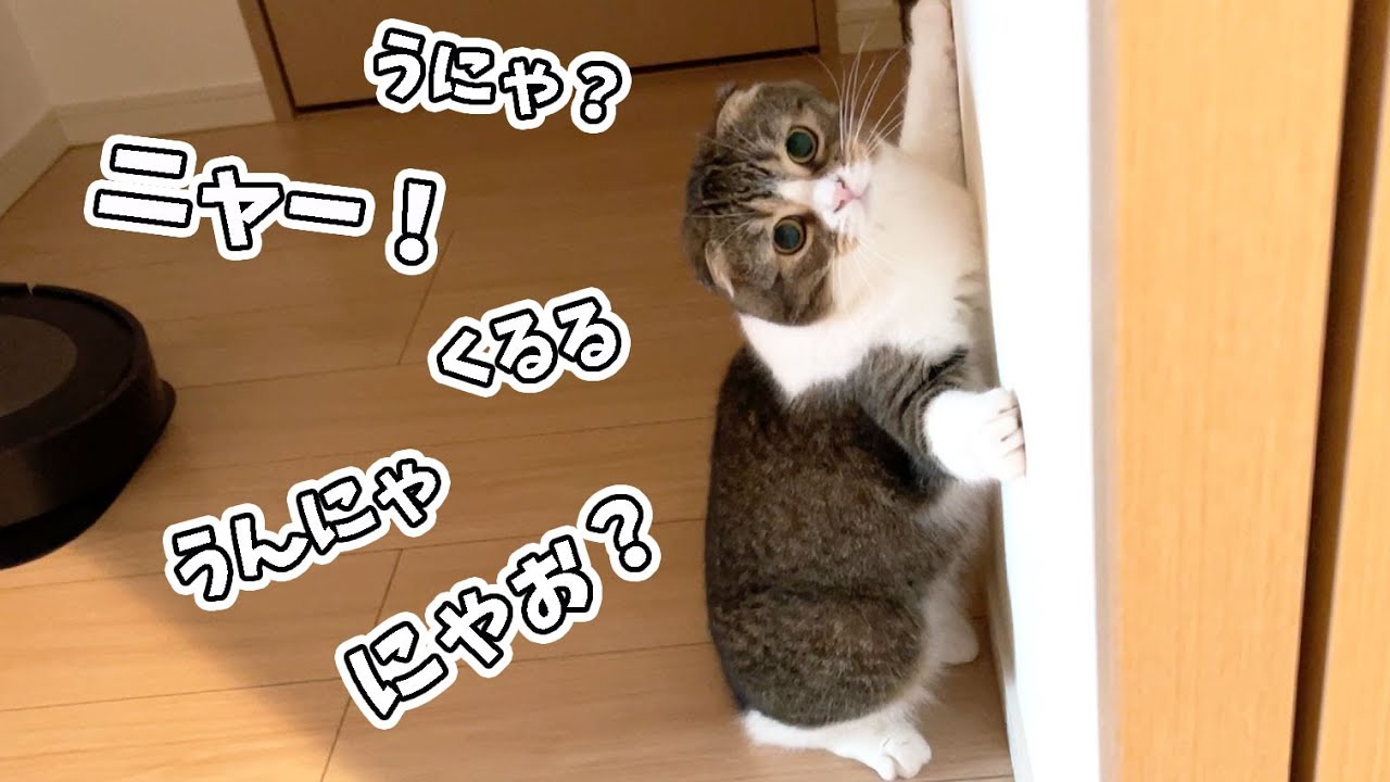 ママが家にいるのが嬉しすぎておしゃべりが止まらない猫が可愛い！