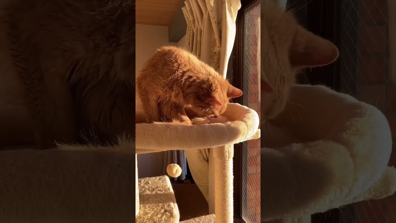 朝日を浴びて毛繕い　影のシルエット　#shorts  #ソマリ