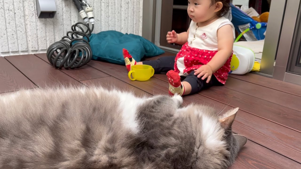 赤ちゃんの足をツンツンして泣かせてしまった猫　ノルウェージャンフォレストキャット　Cat playing pranks on baby's feet