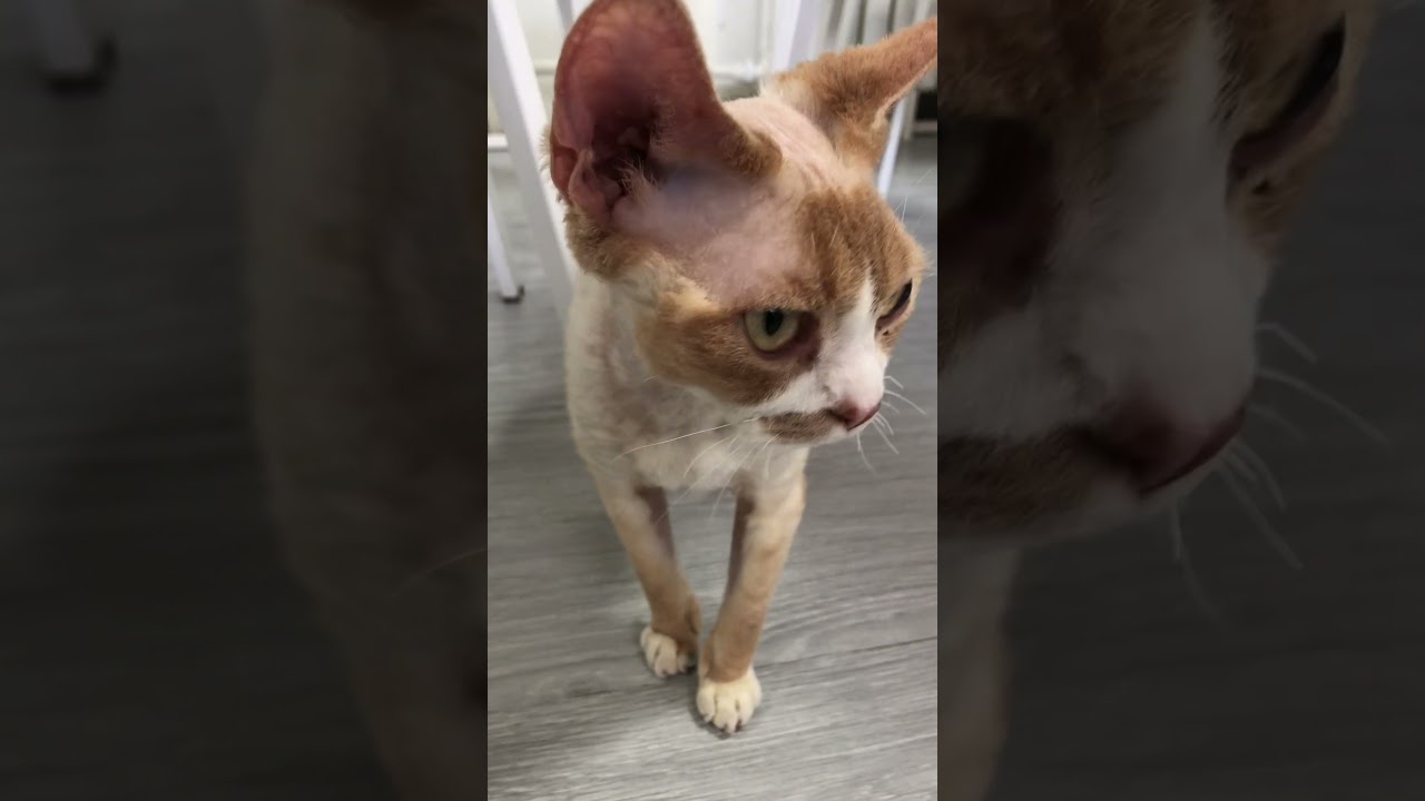 Adorable Devon Rex Cat's Shy Reaction: A Touch of Cuteness!