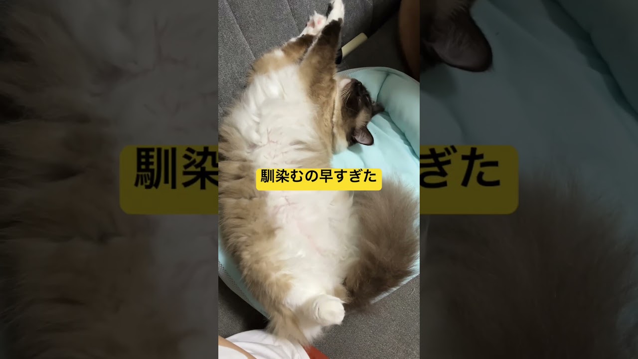 適応能力が早すぎるたぬきに似た猫のラグドール #ragdoll #kitten #ラグドール #ねこのいる生活