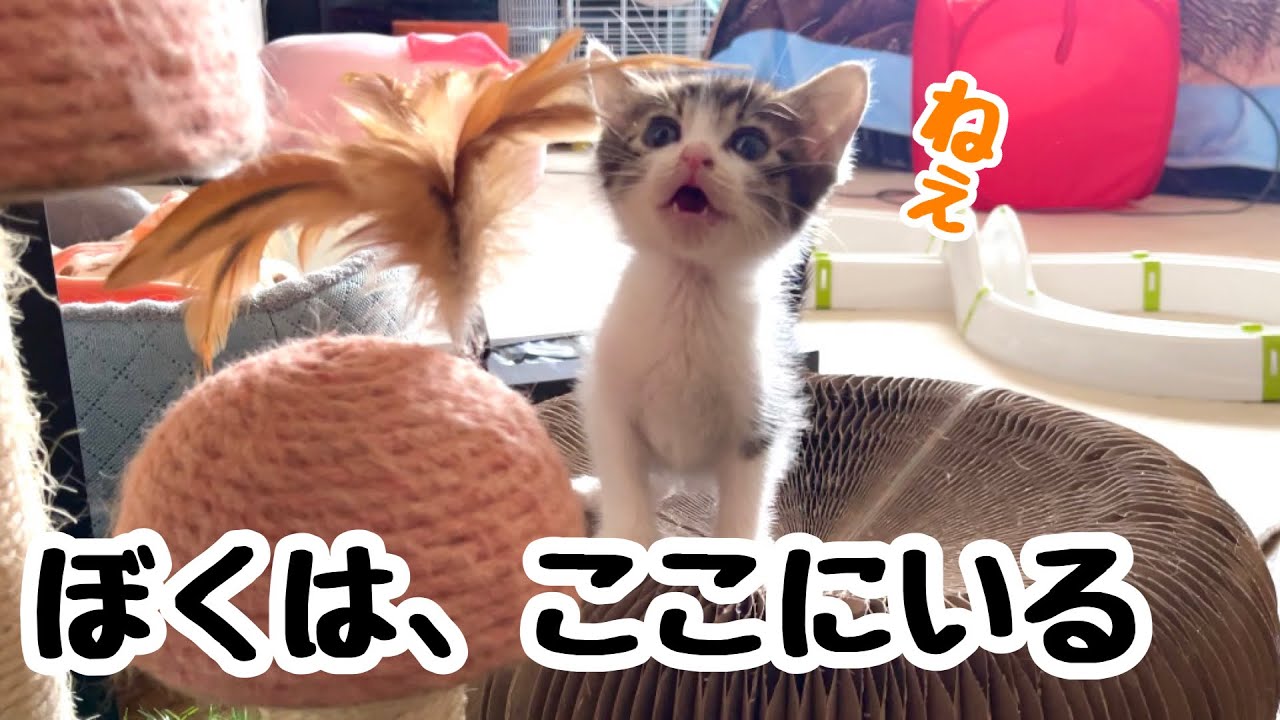 天使の子猫が来て、不思議な事があったのですが…どう思いますか？【預かり保護猫】