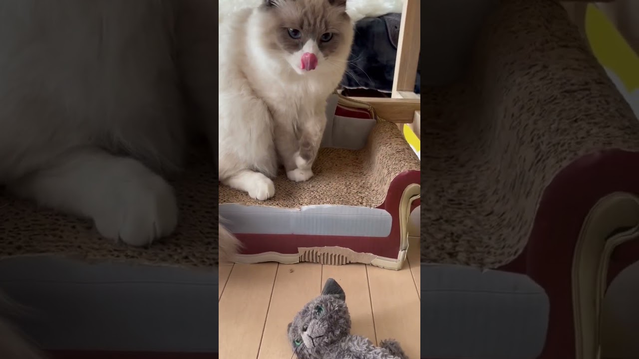 お気に入りの猫？ #shorts #猫動画 #サイベリアン #cat #まな猫