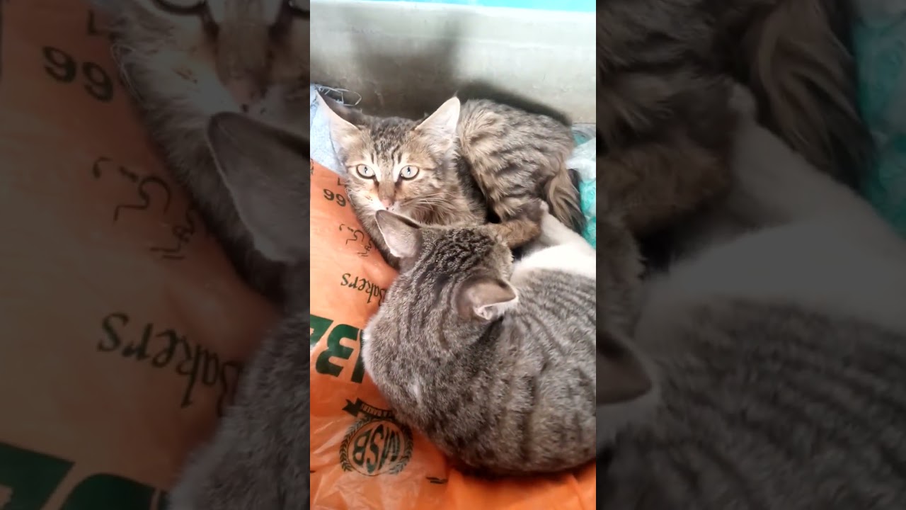 Brown Cat Short Video 💥🐱🐱#cat #shorts