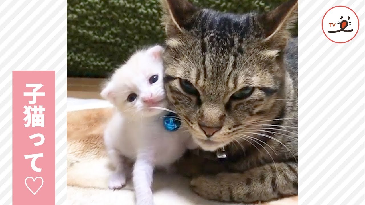 どうしてこんなに可愛いの…😻❓ 子猫を溺愛するニャンコ💕💕 【PECO TV】