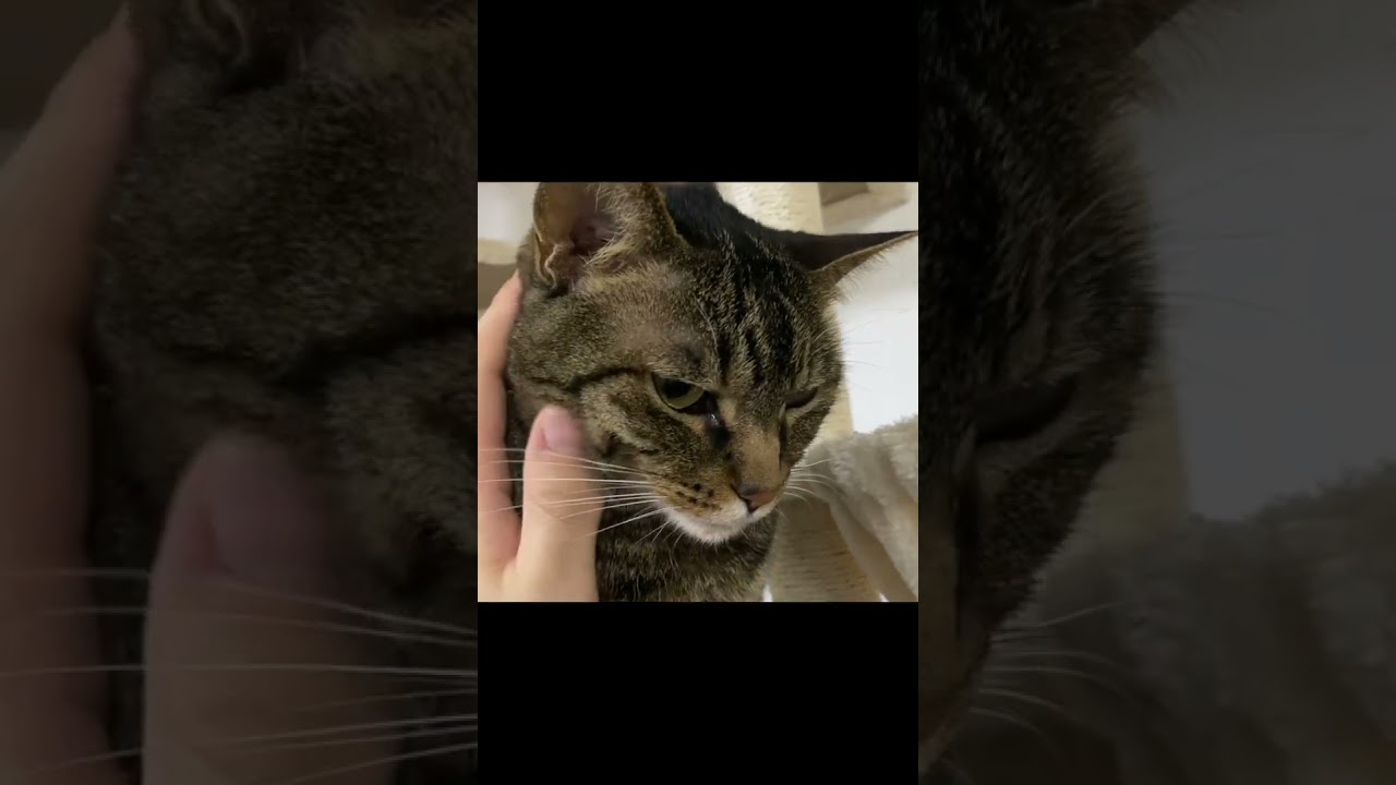 凶暴猫に「俺のこと好き？」と聞いたらまさかの結果に...