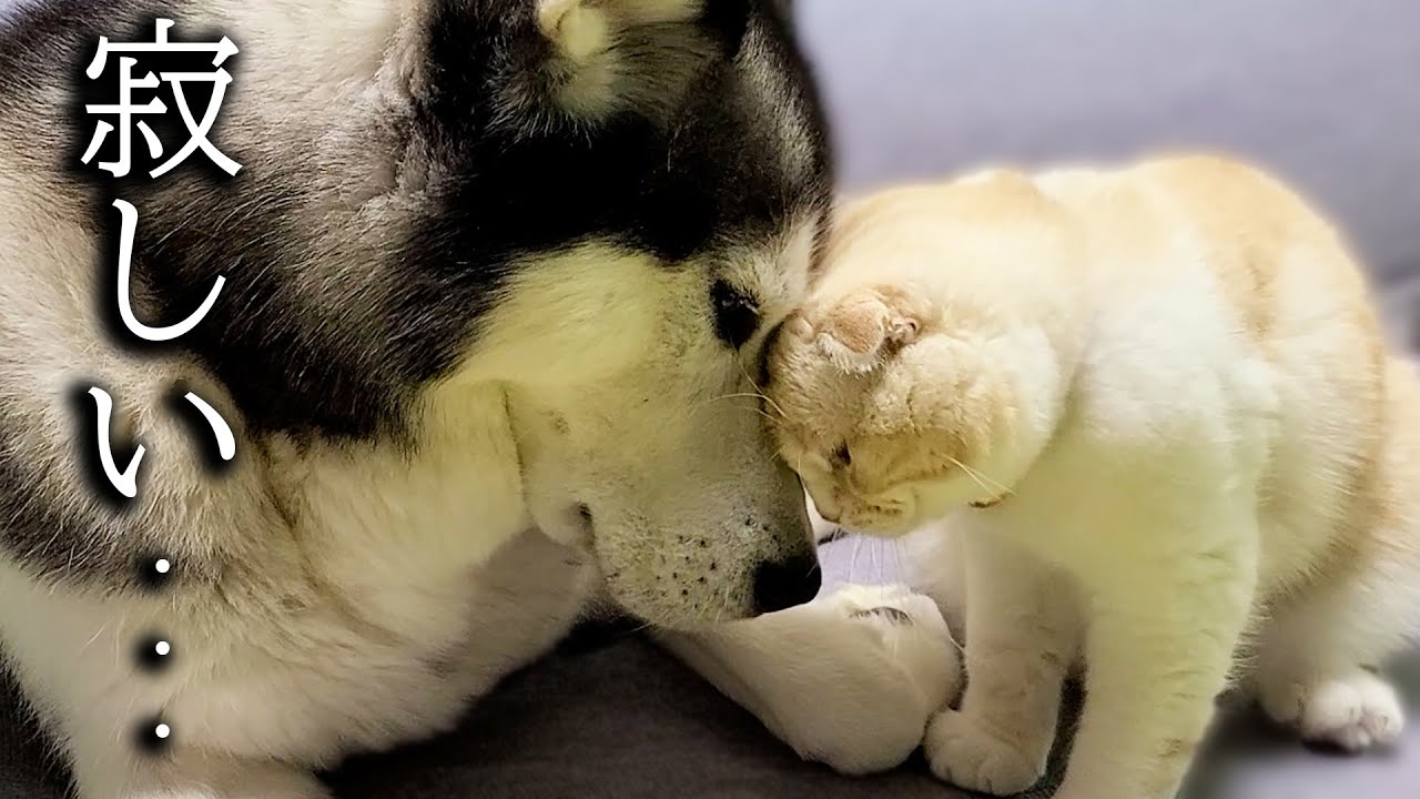 夜中にこっそり帰宅したら子猫が大型犬に世界一可愛い事してた...
