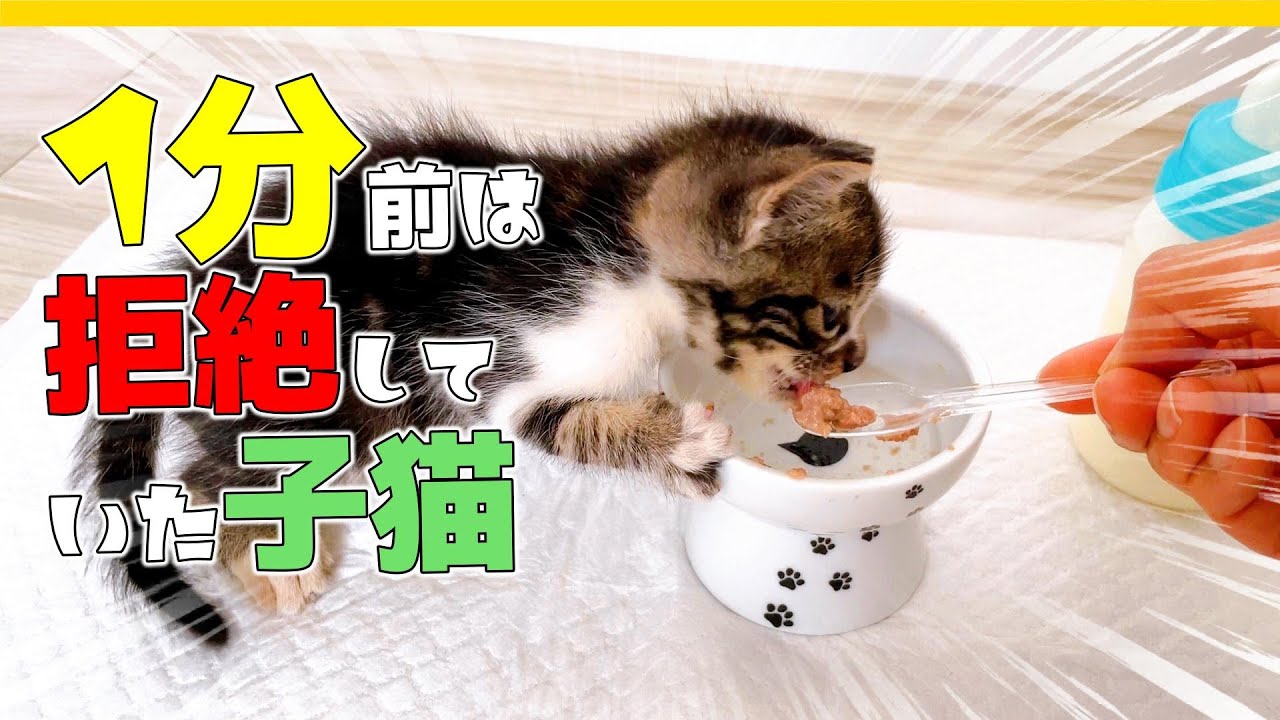 【はじめての離乳食】プイッ！拒絶していた子猫が次の瞬間変わる魔法の食べモノ〇〇〇【保護猫生活19日目】