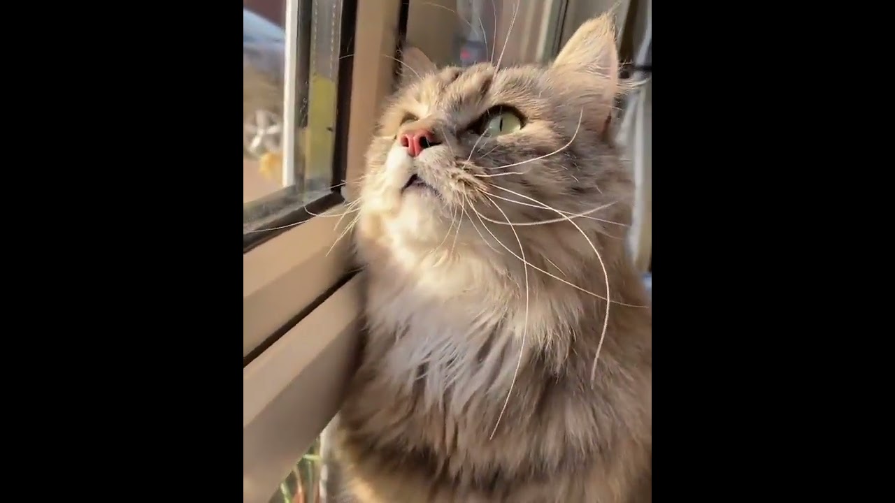 brown cat