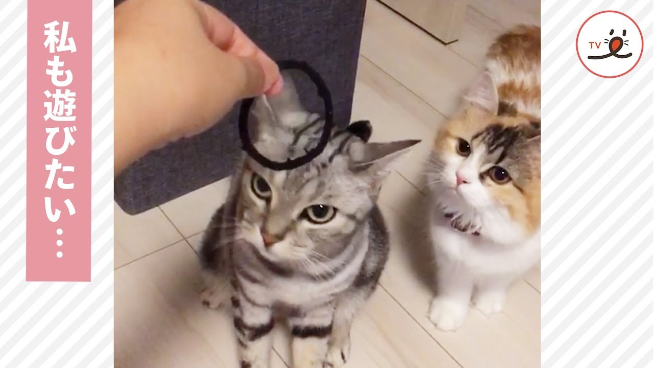 兄猫が遊んでいたら、妹猫がやってきて…☺️☺️【PECO TV】