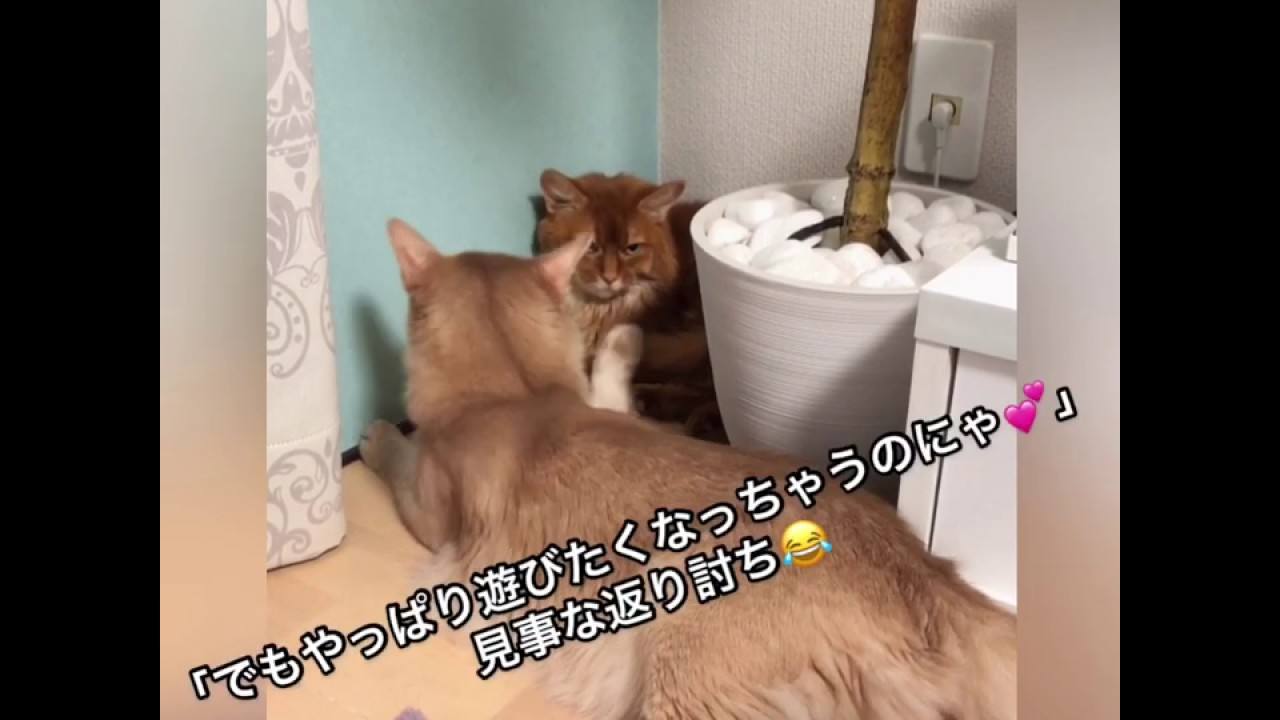 お姉にゃんに恋煩いなソマリくん