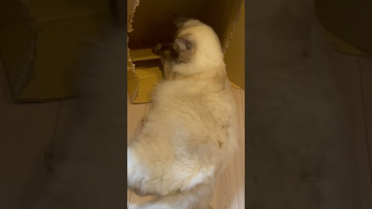 やってくれたな　【猫・子猫・マンチカン/サイベリアン】#shorts