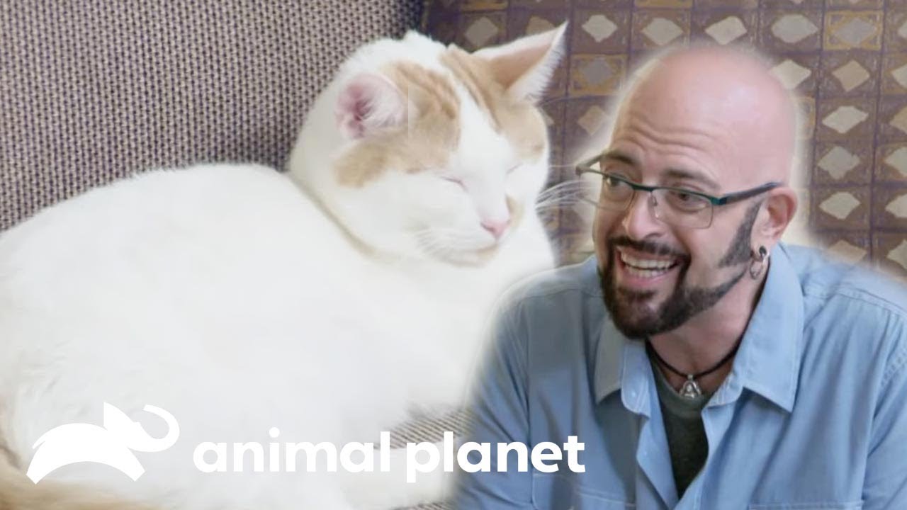 【猫の心理学】殺し合うほどの喧嘩...猫同士はどうすれば平和になる？ | S6 Ep.10 | My Cat From Hell【猫ヘルパー】