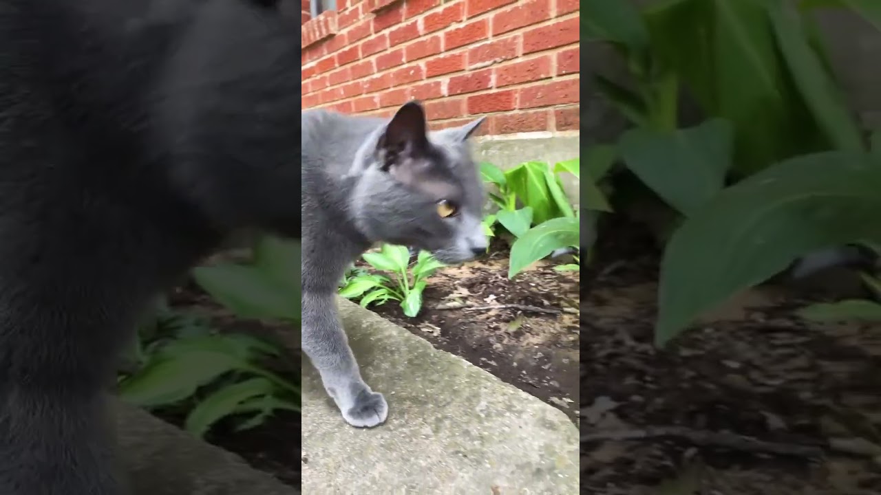 Gray Manx kitty-Tom Cat #cat #catshorts #kitty #cute #outside #notail #kittycat #funny #animal #fyp