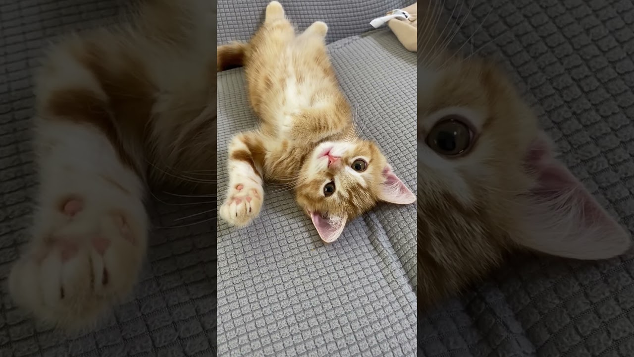 この仕草は狙ってますよ😼　#short #cat #Munchkin #ねこ #マンチカン